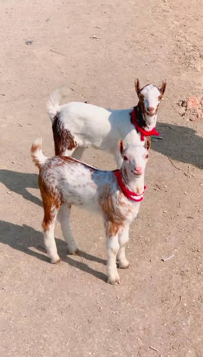 Beautiful Males Available 