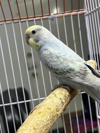 Rainbow working male