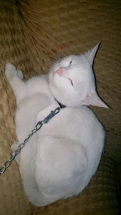 white Persian , home breed