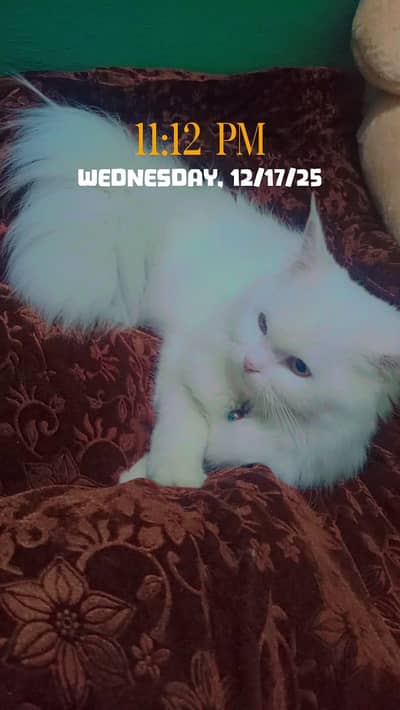 Persian yellow eyes triple coat vaccinatted cat