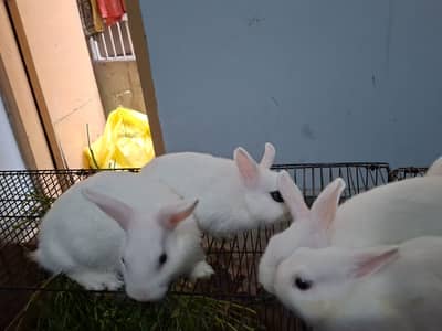 Hotot Adult Piece for Sale 03304173930