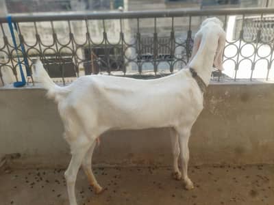 Pure Rajanpuri gulabi