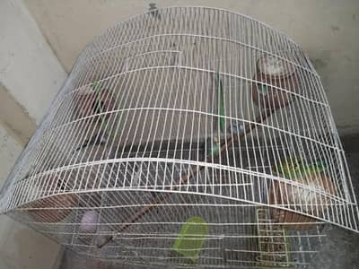 Australian Parrots With Cage
