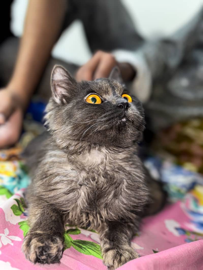 Persian tripple code 0