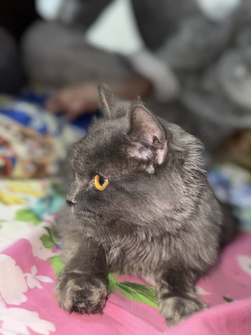 Persian tripple code 1