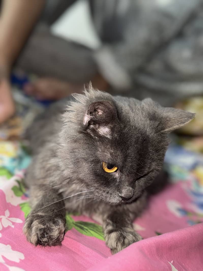 Persian tripple code 2