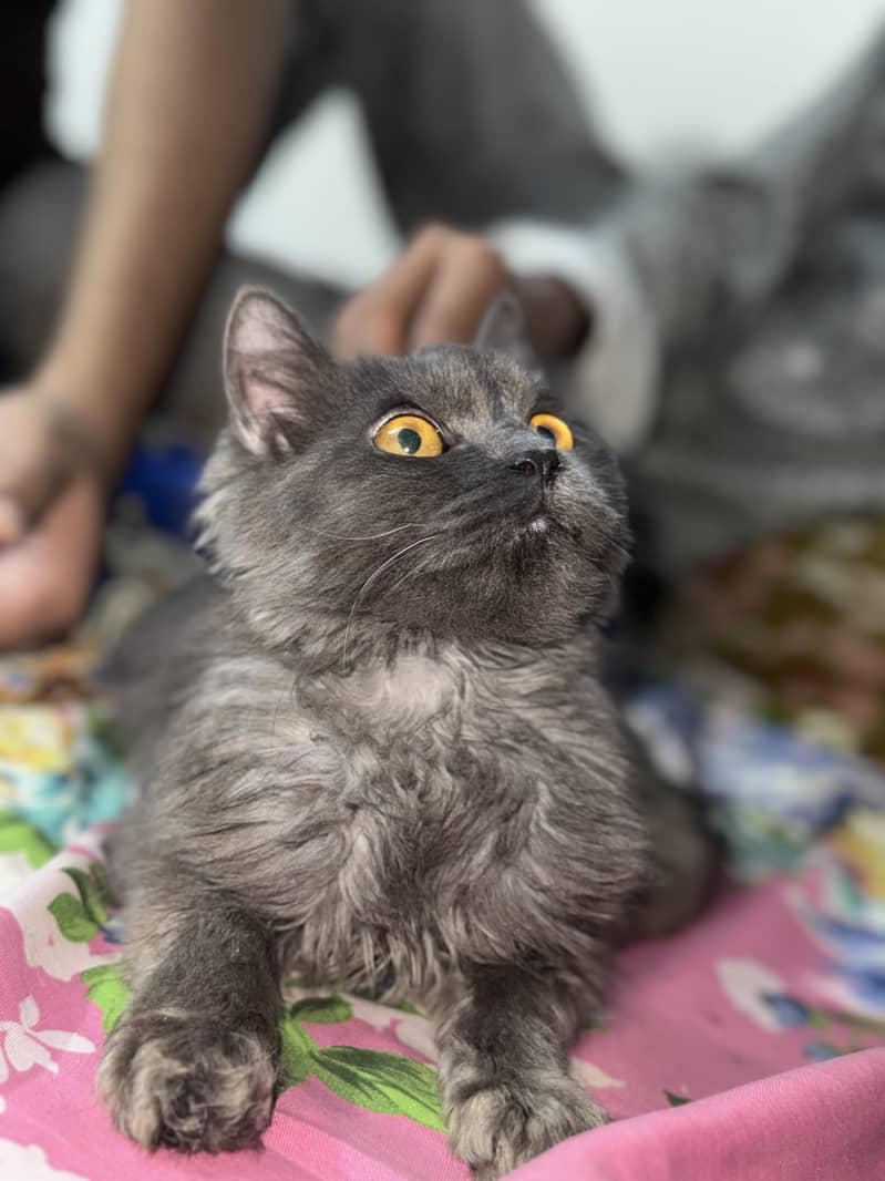 Persian tripple code 3