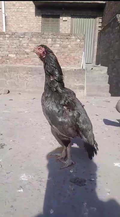 aseel lasani breeder murgi