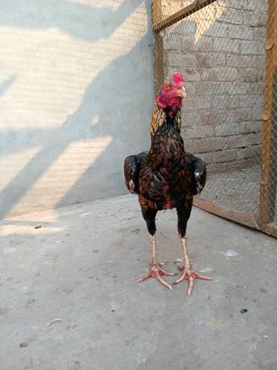 Mianwali Jawa Patha 10 Month old.    [ 03146028569 ]