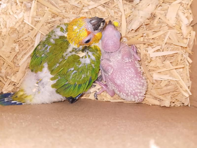 Sunconure & Pineapple 0