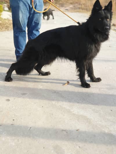 black German shepherd