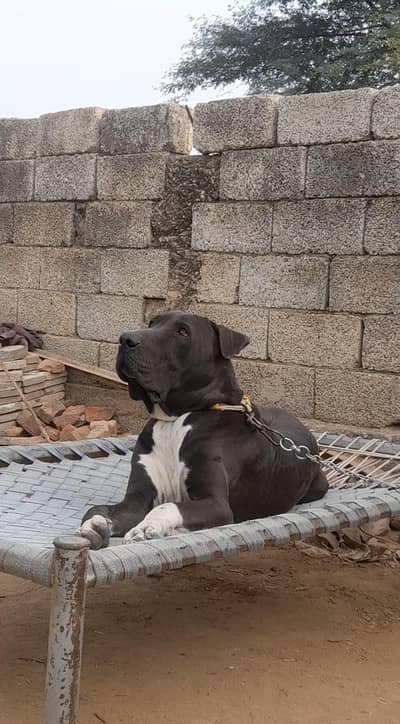 dog for sale  3 din ki offer hai