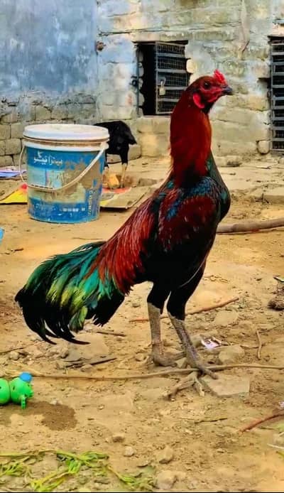 hamare pass har kism ke birds hai