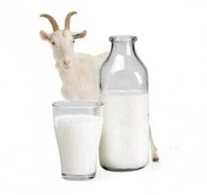 Goat Milk