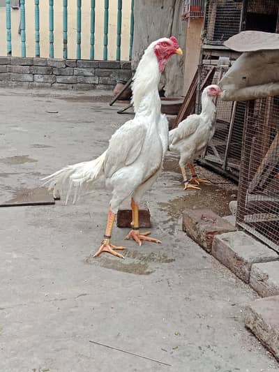 pure white King  oh shamo phata