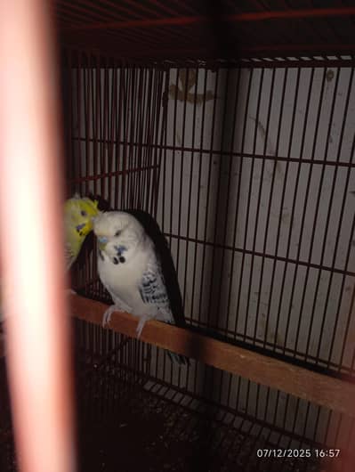 under size fellow chick Possible dunfellow working