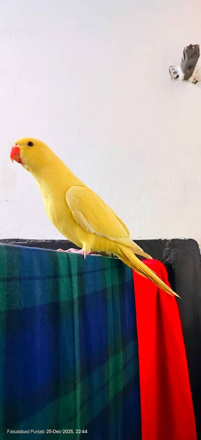 yellow parrot