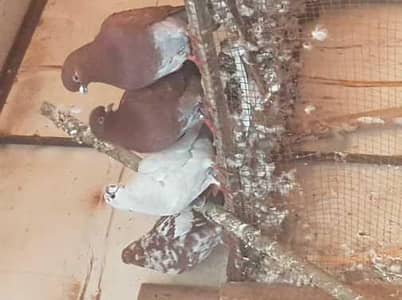 Fancy pegeon for sell or exchang