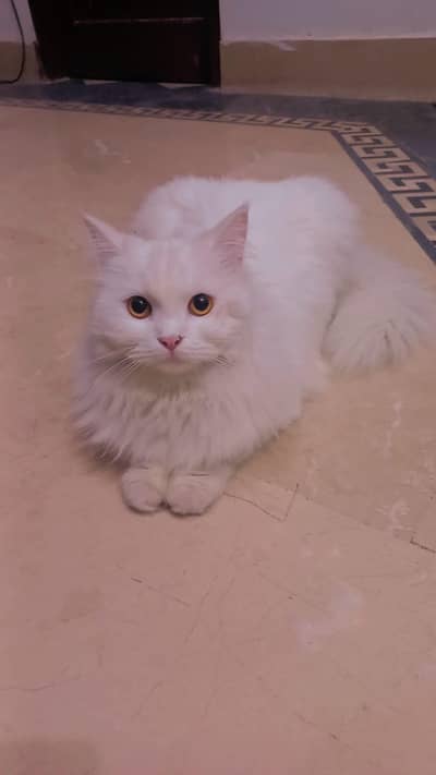 Persian cat for sale