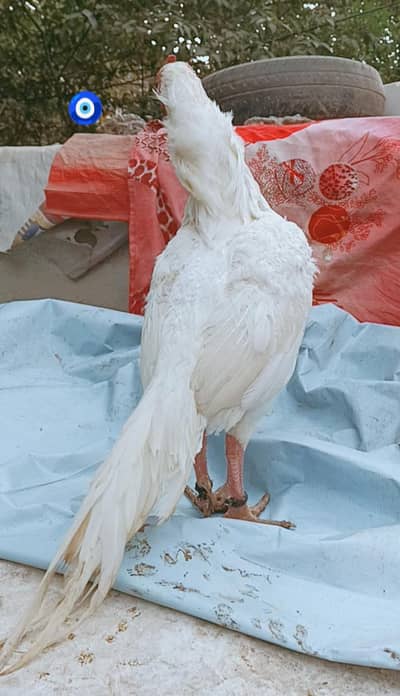 MashaAllah high quality Heera patha