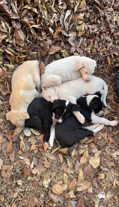 puppies up for adoption