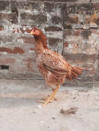 vip high quality aseel kurak madi for sale