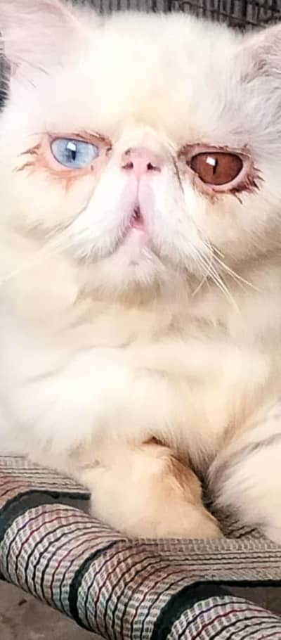 confirm stud male for sale and maging  .