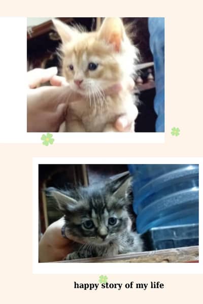  Persian Cats Pair for Sale | Healthy & Beautiful