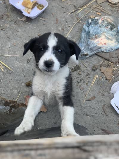 Sehat achi ha mashAllah