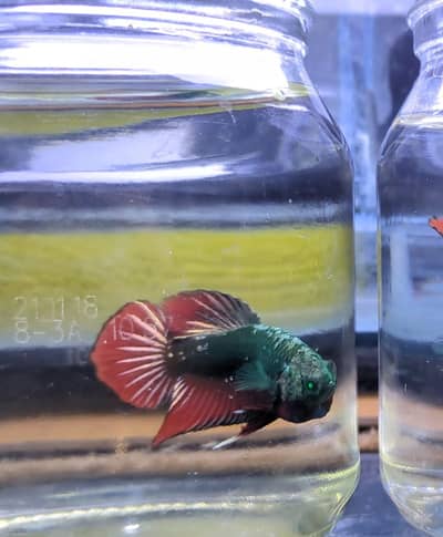 Hulk Betta pair