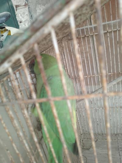 parrot  for sale urgent