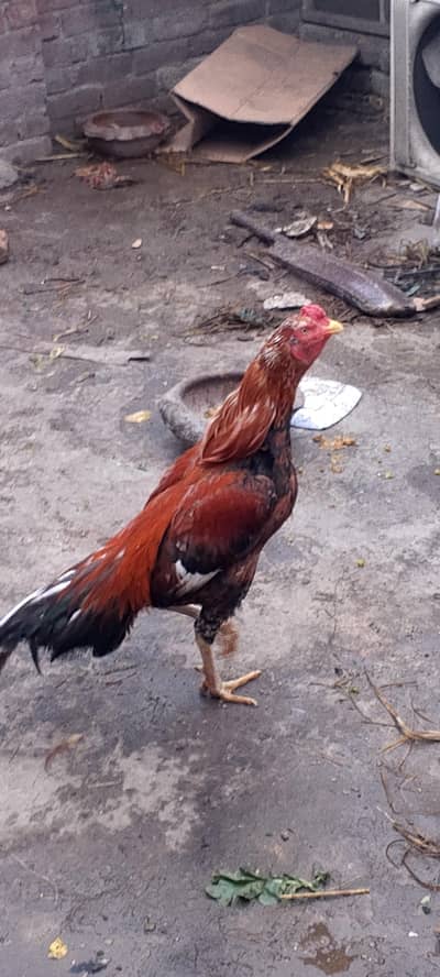 aseel. lasani all ok h jis bahi ko msj aya rabta kerin 03268812512