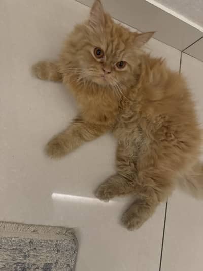 Cute ginger cat for sale