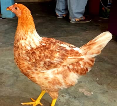 PURE Desi Chicken  Murghi Healthy & Active