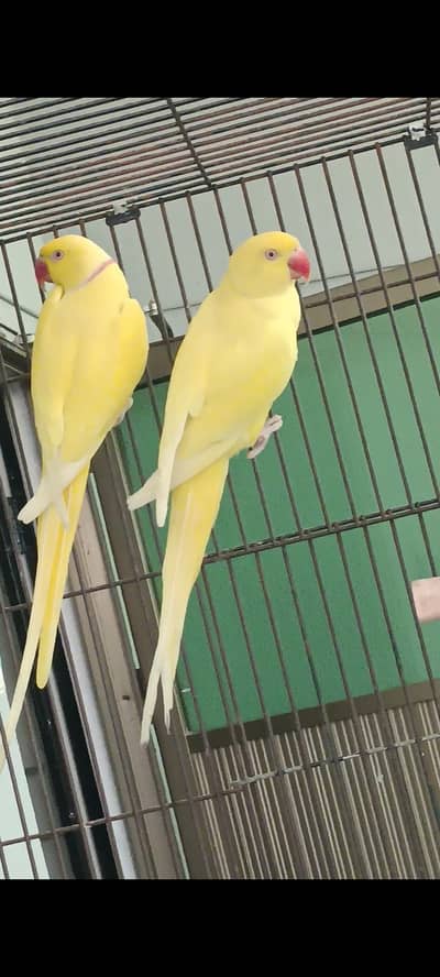 Yellow ringneck breeder pair for sale