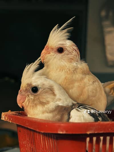 Handtamed cockatiels - Handtame cocktails