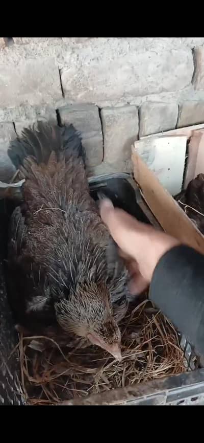two hens broody kurak kurruk