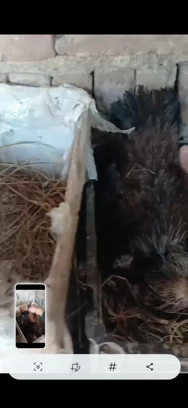hens broody kurak kurruk