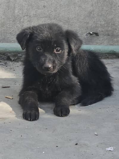 black German shepherd puppy in reasonable price