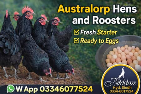 Australorp Males & Females | A+ Grade hens