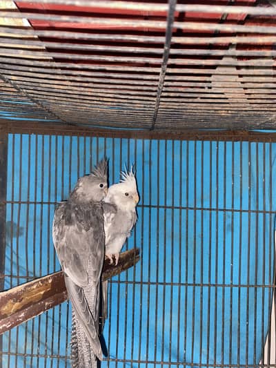 I’m offering lovely, well-cared-for birds to loving homes