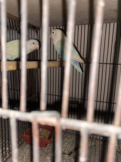 I’m offering lovely, well-cared-for birds to loving homes