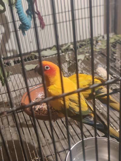 Sun Conure High Red Factor
