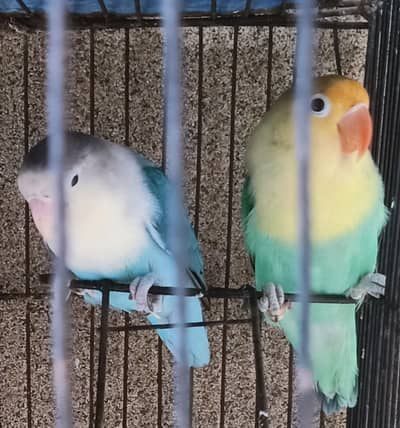Breader pair love birds