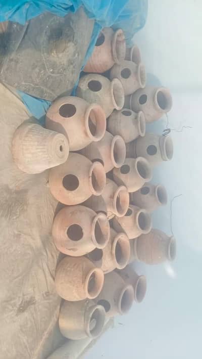 Matkiya or budgies for sale