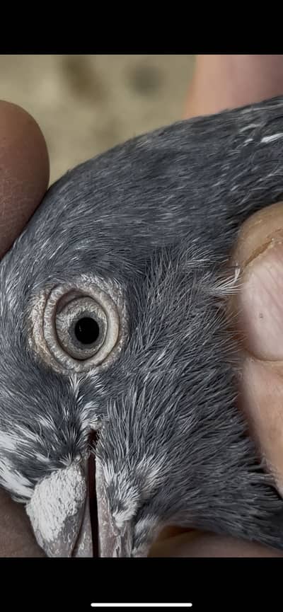 Ferozpuri Patha,teddy Kabootar,Dabwalay Kabootar, sialkoti Batera Jora