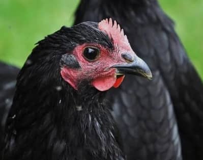 Pure australorps fertile Eggs available for sale