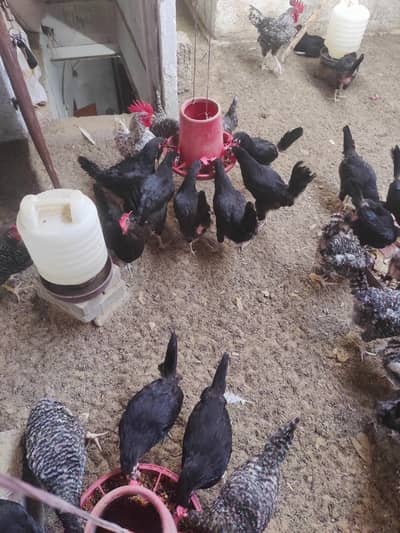 Plymouth rock Australorp