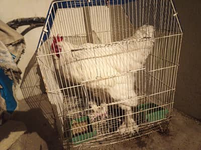 2 male available 6 months white buff