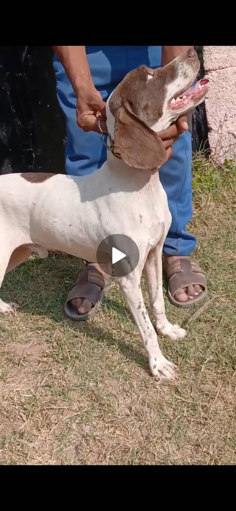 pointer trained male 0